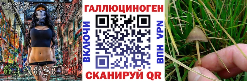 Купить где  Заречный  Псилоцибиновые грибы Cubensis 